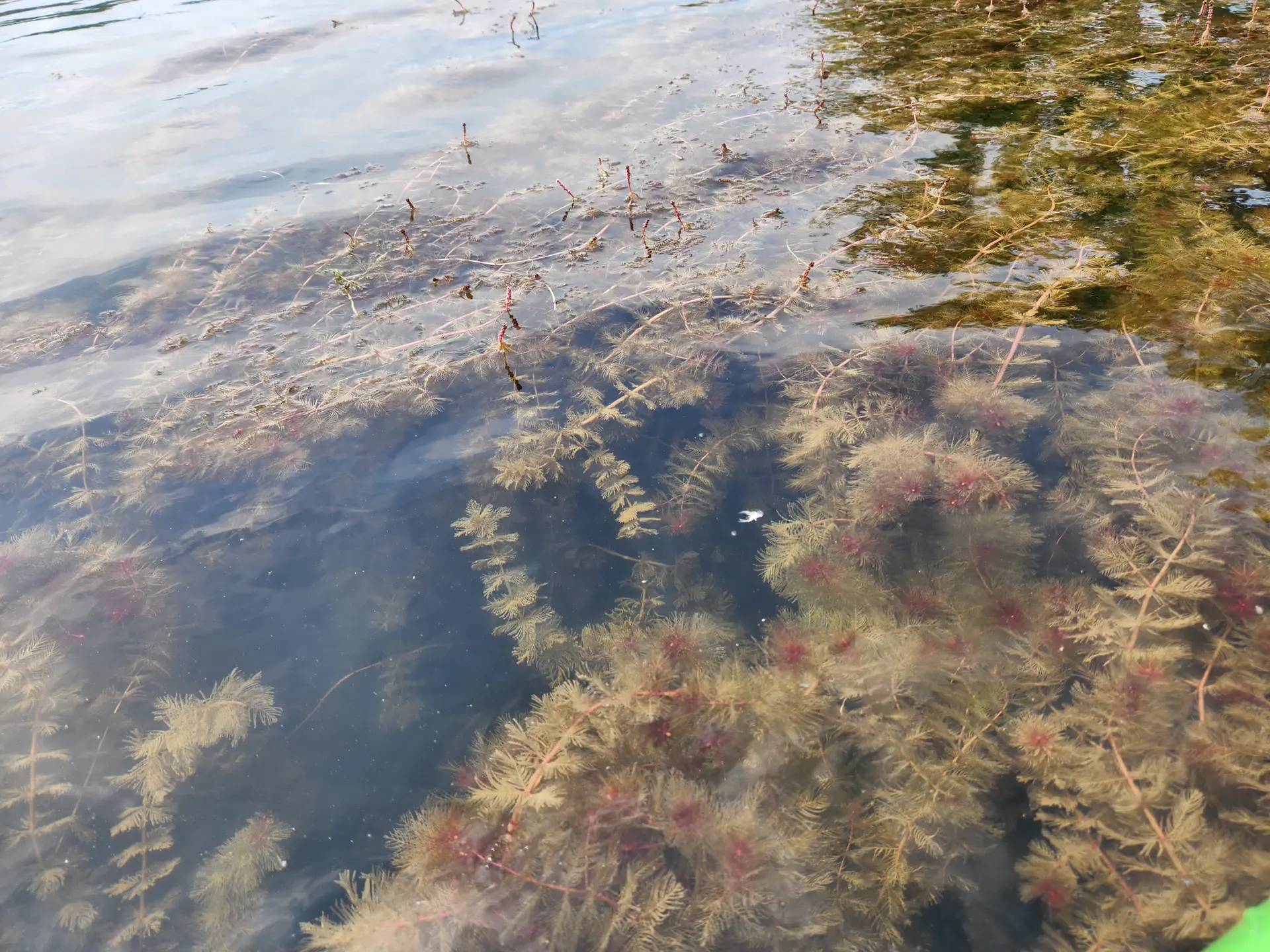 Aquatic invasive species